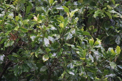 Syzygium aromaticum