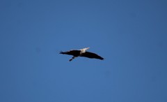 Ardea herodias