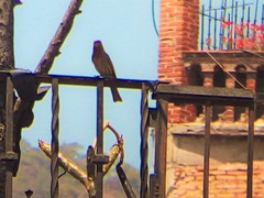 Haemorhous mexicanus