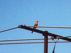 Haemorhous mexicanus