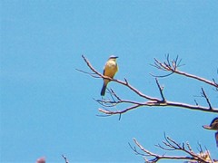 Tyrannus melancholicus