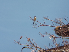 Tyrannus melancholicus