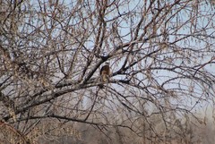 Accipiter cooperii