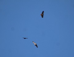 Buteo jamaicensis