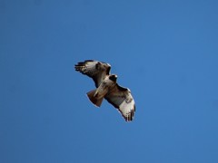 Buteo jamaicensis