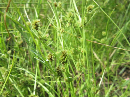Cyperus glomeratus iNat (2)