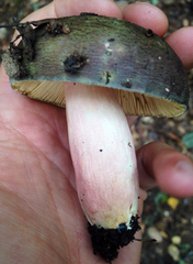 Russula