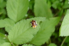 Aspidimorpha quinquefasciata