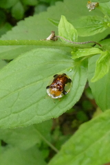 Aspidimorpha quinquefasciata