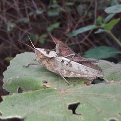 Xyleus discoideus discoideus