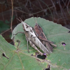 Xyleus discoideus discoideus