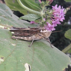 Xyleus discoideus discoideus