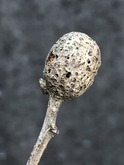 Pseudoneuroterus macropterus