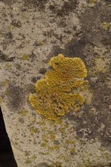 Variospora flavescens