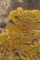 Variospora flavescens