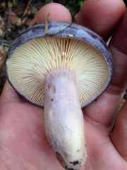 Lactarius
