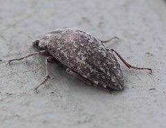 Pechalius dentiger