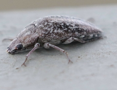 Pechalius dentiger