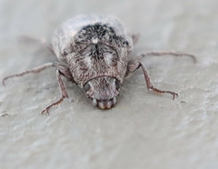 Pechalius dentiger