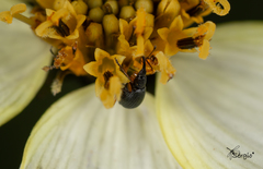 Apioninae