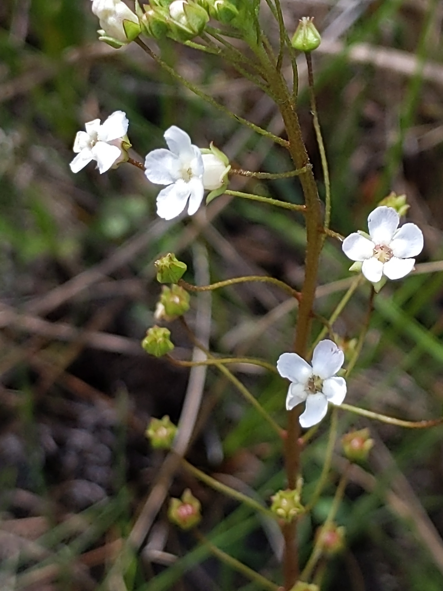 Samolus ebracteatus