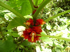 Drymonia teuscheri