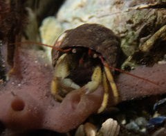 Pagurus granosimanus