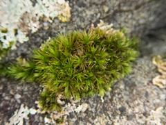 Schistidium maritimum