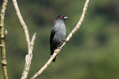 Ampelion rubrocristatus