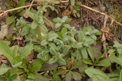 Cerastium brachypetalum