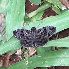 Gorgythion begga begga