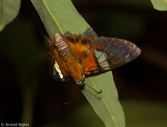 Myscelus santhilarius