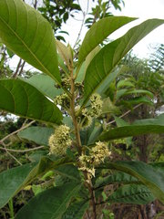 Aegiphila pernambucensis