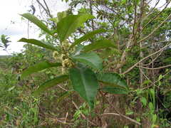 Aegiphila pernambucensis