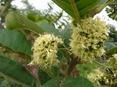 Aegiphila pernambucensis