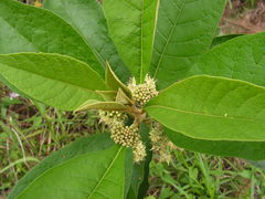 Aegiphila pernambucensis