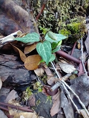 Pseudotrillium rivale