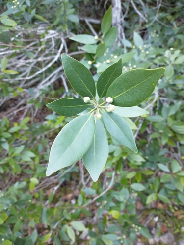 Umbellularia californica