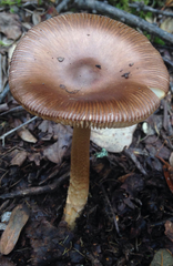 Amanita orientifulva
