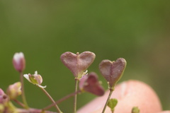Capsella rubella