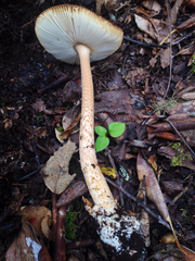 Amanita orientifulva