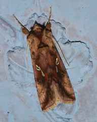 Autographa bimaculata