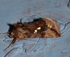 Autographa bimaculata
