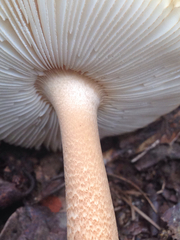 Amanita orientifulva