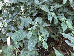 Strobilanthes flexicaulis