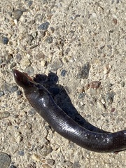 Indotyphlops braminus
