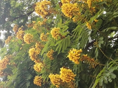 Cenostigma pluviosum peltophoroides