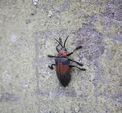 Coraliomela aeneoplagiata