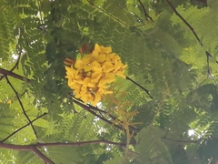 Cenostigma pluviosum peltophoroides
