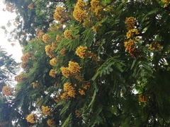 Cenostigma pluviosum peltophoroides